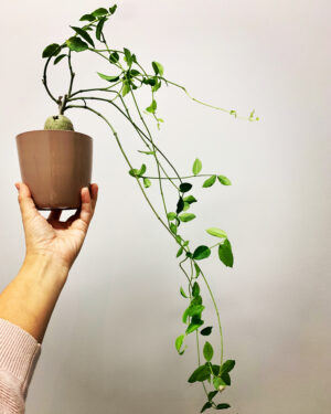 Fockea edulis
