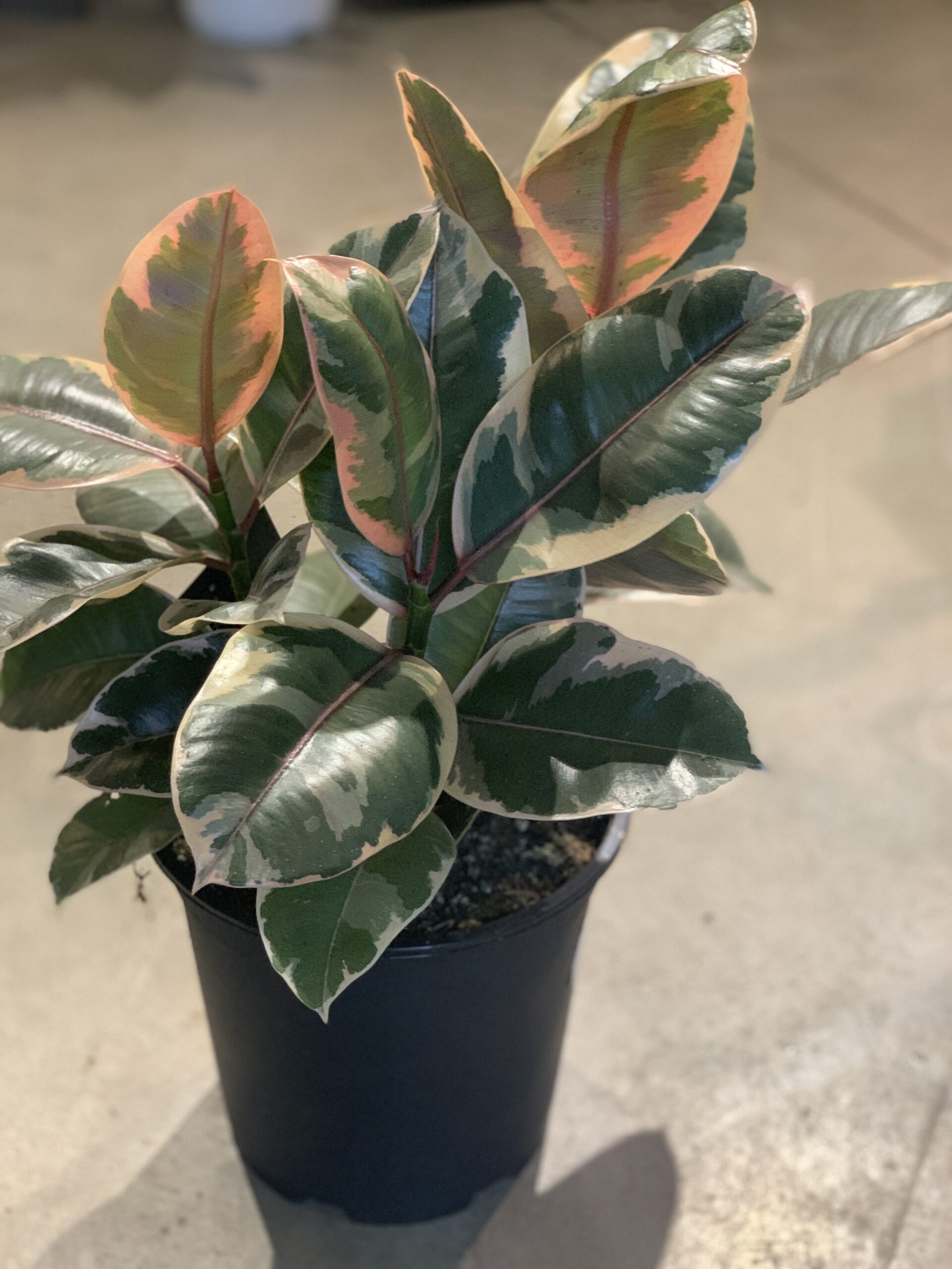 Ficus elastica "Belize"