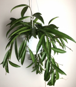 Hoya wayetii