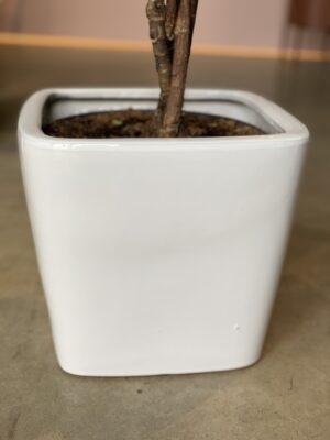 Polnix Moon lillepott, 13cm