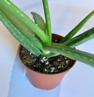 Aloe vera
