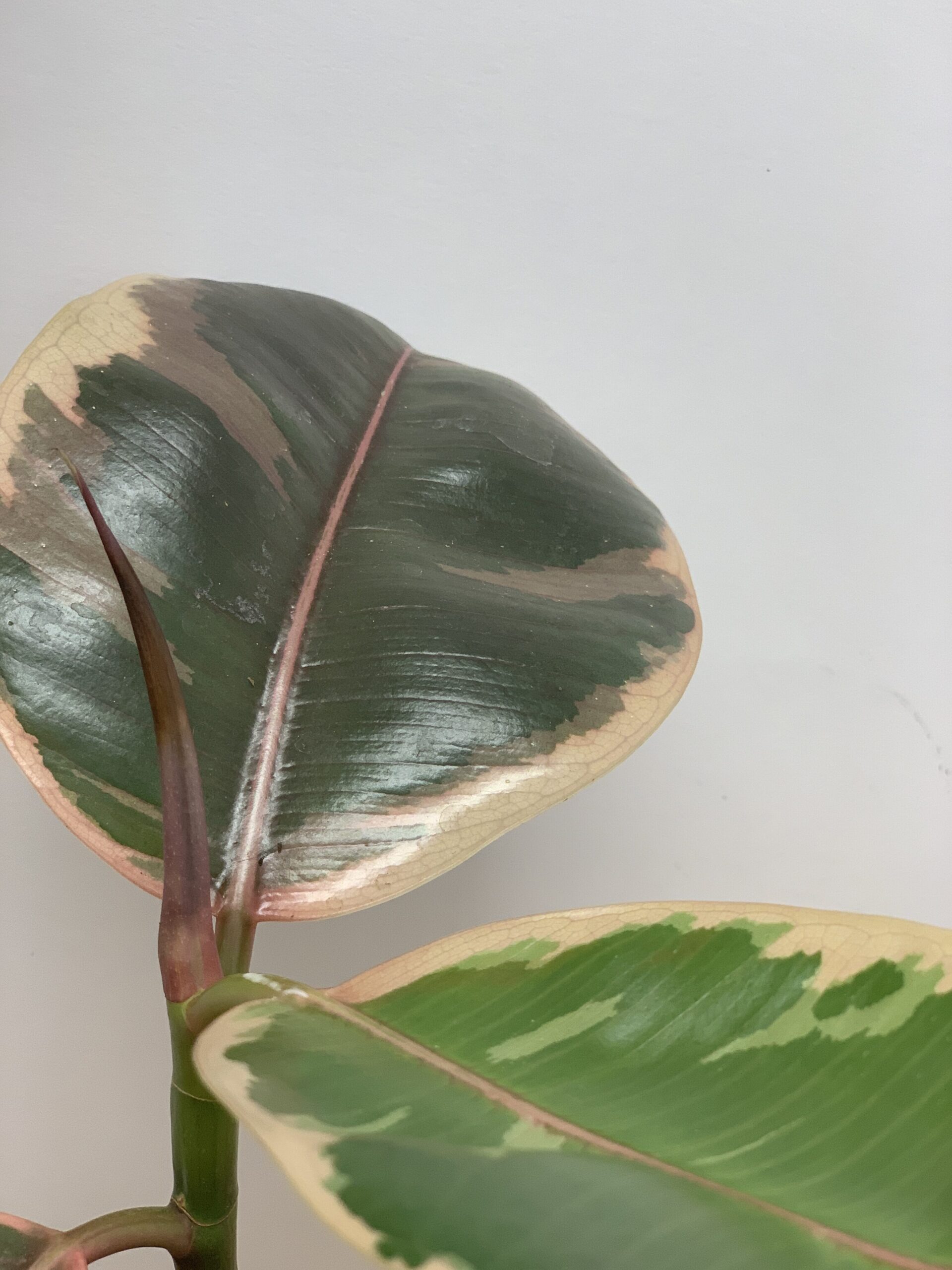 Ficus elastica "Belize"