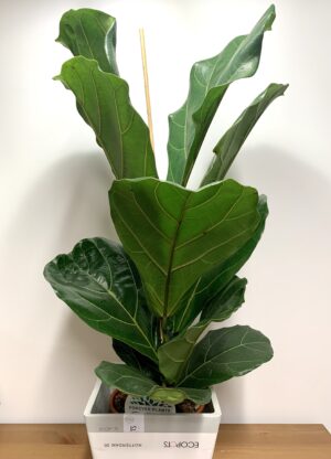 Ficus lyrata