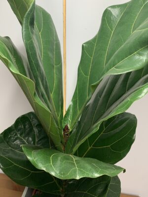 Ficus lyrata
