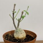Fockea edulis