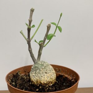 Fockea edulis