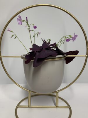 Oxalis triangularis