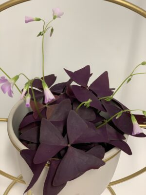 Oxalis triangularis