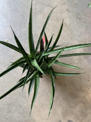 Sansevieria "Sansiam Moto"