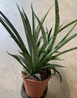 Sansevieria "Sansiam Moto"