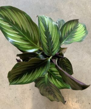 Calathea "Beautiful star"
