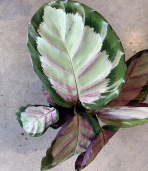 Calathea roseopicta "Rosy"