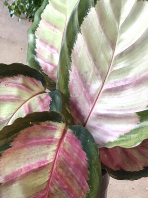 Calathea roseopicta "Rosy"