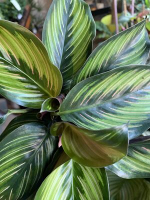 Calathea "Beautiful star"