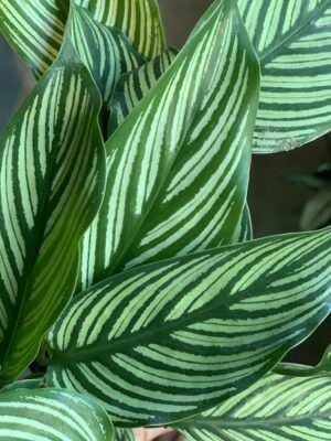 Calathea "Beautiful star"