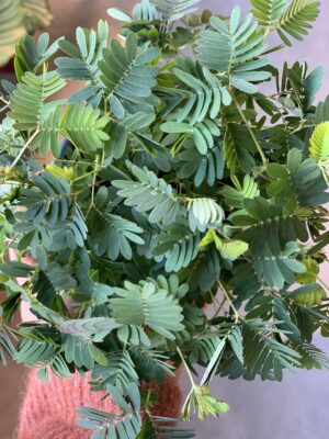 Calathea "Beautiful star"