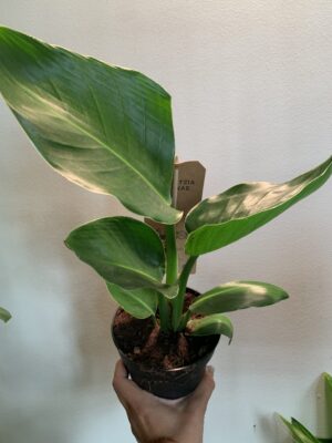 Calathea "Beautiful star"
