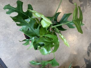 Calathea "Beautiful star"