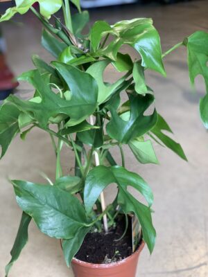 Calathea "Beautiful star"