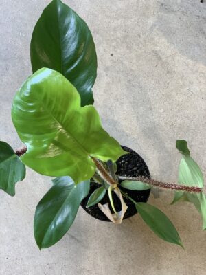 Calathea "Beautiful star"