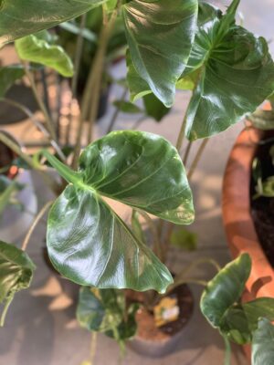 Calathea "Beautiful star"