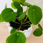 Pilea peperomioides