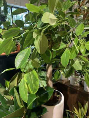 Ficus benghalensis Altissima