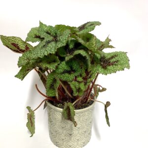Begonia masoniana