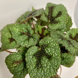 Begonia masoniana