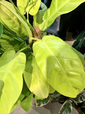 Philodendron Malay Gold