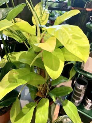 Philodendron Malay Gold