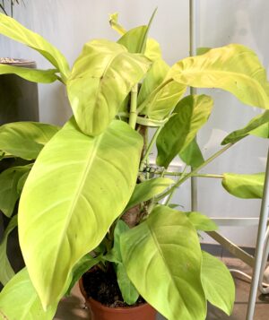 Philodendron Malay Gold