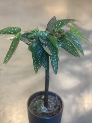 Begonia maculata "Tamaya"