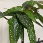 Begonia maculata "Tamaya"