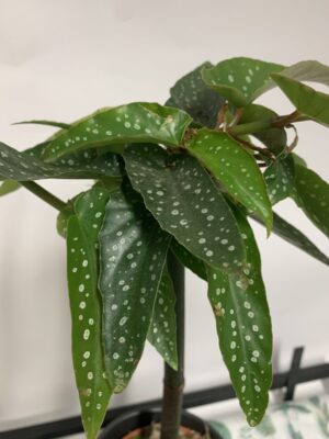 Begonia maculata "Tamaya"