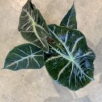 Alocasia Pink Dragon