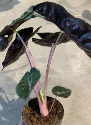 Alocasia Pink Dragon
