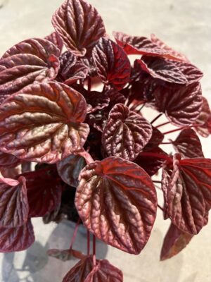 Peperomia caperata "Quito"