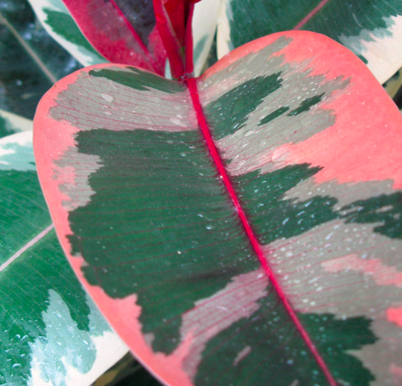 Ficus elastica "Belize"