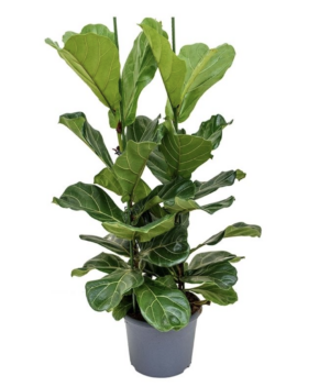 Ficus lyrata