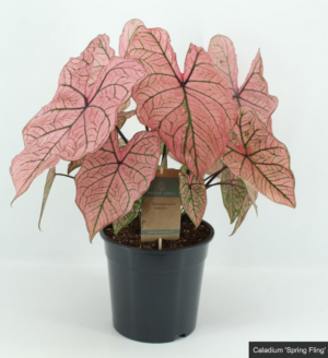 Caladium "Spring Fling"