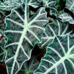 Alocasia amazonica "Polly"