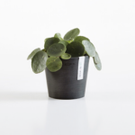 Ecopots Amsterdam Mini