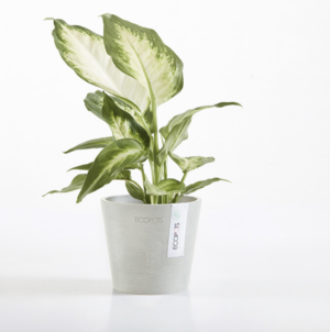 Ecopots Amsterdam Mini
