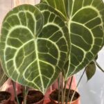 Anthurium clarinervium