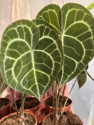 Anthurium clarinervium