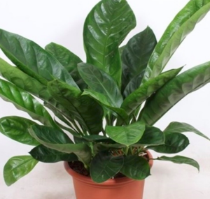 Anthurium ellipticum "Jungle King"