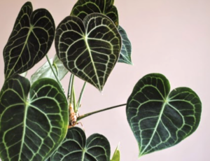 Anthurium clarinervium