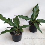 Anthurium plowmanii