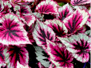 Begonia Beleaf "Evening Glow"